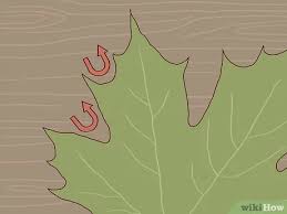 Bark is light gray with vertical peeling that exposes tan or pink. 3 Ways To Identify Sugar Maple Trees Wikihow