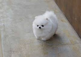 Extremle Stunning Male And Female Teacup Pomeranian Puppies Available For Sale Adoption From Pomeranian Puppy Teacup Pomeranian Puppy Pomeranian Puppy For Sale