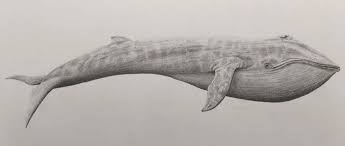 Draw the mouth of this blue whale. Drawing Fish Drawing Blue Whale Novocom Top