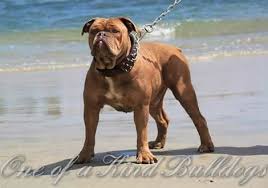 This included making them both taller and with fewer health issues than the english bulldog, yet they still have the short, round, wrinkly features that makes them a traditional bulldog! Home One Of A Kind Bulldogs
