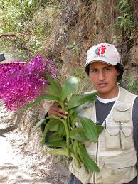 Image result for Dicliptera hensii