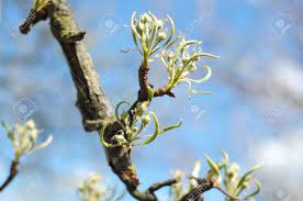 Flowering pear branches close up. A Blossom Branch Of Pear Tree With Buds On The Background Of Stock Photo Picture And Royalty Free Image Image 99275032