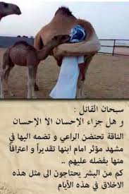 5384f57db31f8fb7dd5bbd52ef986430 jpg 736 1107 beautiful arabic words jokes quotes cool words