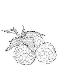 14 top coloriage framboise stock hibou fruits bateau