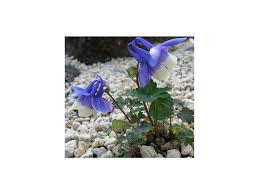Image result for Aquilegia flabellata ministar