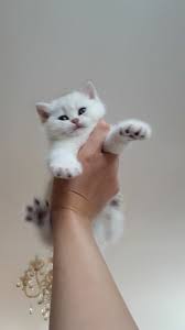britanskij kotyonok cats animals
