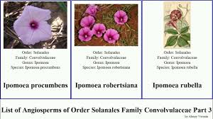 Image result for Ipomoea polymorpha