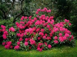 Red Rhododendron Nova Zembla Rhododendron Nova Zembla Rhododendron Season Plants