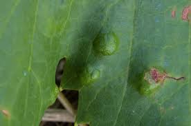 Image result for Colomerus vitis