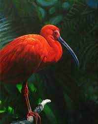 Rainforest Ruby Jungle Birds Pet Birds Rainforest