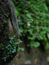 Image result for Utricularia striatula