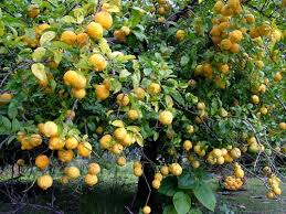 Some of the most common citrus trees that sport thorns are meyer lemon, most. Why Are There Thorns On My Tangerine Tree Quora