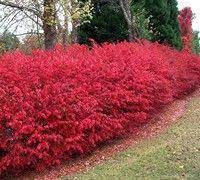 Dwarf Burning Bush Shrubs Flowering Bushes Natural Fence Plants