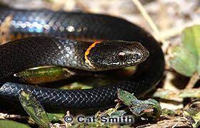 Pin On Florida Wildlife Good To Know Moms