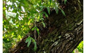 Image result for Polystachya bennettiana