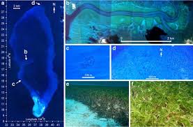 Image result for Thalassodendron ciliatum