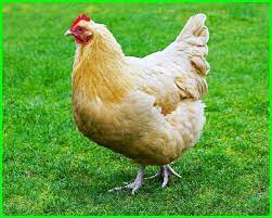 We did not find results for: 11 Jenis Ayam Petelur Terbaik Yang Jadi Peliharaan Produktif Daftarhewan Com