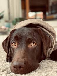 Dreaming Of A Warm Sunny Day And Playing Football In The Garden And Maybe Some Cheese O Chocolate Lab Puppies Cute Baby Puppies Labrador Puppy