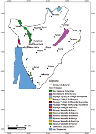 Image result for Raphidiocystis phyllocalyx