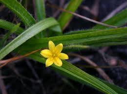 Image result for Hypoxis angustifolia