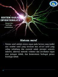 Sistem pencernaan pada hewan terdiri dari mulut yang di dalamnya terdapat ludah, gigi dan lidah, kerongkongan, lambung, usus halus, usus besar dan sistem saraf terdiri dari dua macam yakni sistem saraf pusat (otak besar, otak kecil, batang otak dan sumsum tulang belakang) dan sistem. Sistem Saraf Invertebrata