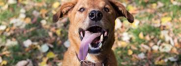 MEET THE STAFF! Dr. Laura Laxton Hospital Administrator Veterinarian Dr. Laura  Laxton earned her doctorate from the University of Georgia College of  Veterinary Medicine in 2015. She has a passion for supporting