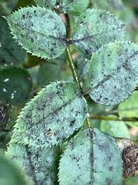 Image result for sooty mould