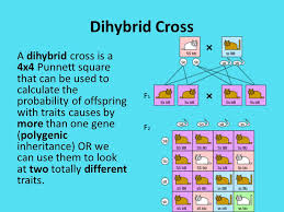 Learn about dihybrid square with free interactive flashcards. Do Now Anatomy Of Punnett Squares Ppt Download