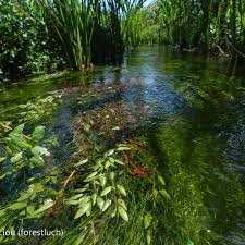 Image result for Potamogeton octandrus