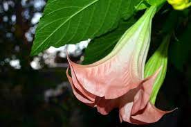 12 Common Plants That Are Harmful To Humans Plants Poisonous Plants Human