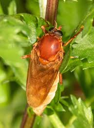 Image result for Rinorea ferruginea