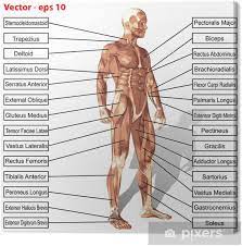 Male anatomy & arousal course synopsis: Vector Human Man Anatomy With Muscles Text Canvas Print Pixers We Live To Change