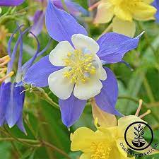 Pin On Shade Garden