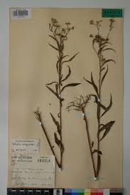 Image result for Ethulia