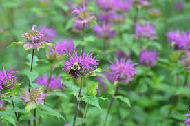 Image result for Monadenium herbaceum