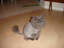 There are a few variations on the cut, but the basic look leaves the cat with very short fur on his body and legs, while his face, neck and most if not all of his tail are left. The Lion Cut Add It To The List