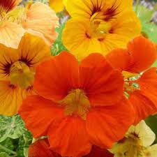 Image result for Nasturtium