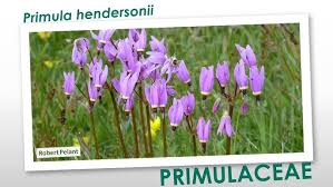 Image result for Primulaceae