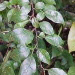 Image result for Hymenocardia ulmoides