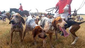 Speak Out Against Illegal Fox Hunting in the U.K. | Species Unite