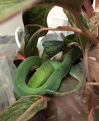 Dozens Of Venomous Snakes Removed From Idaho Home Local Idahostatejournal Com Snake bites can be painful and dangerous still, and you never want to be a part of that statistic. venomous snakes removed from idaho home
