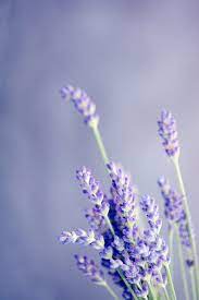 Sleep Pillow Mist In 2021 Beautiful Flowers Flower Pictures Lavender Flowers
