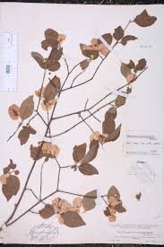 Image result for Cyclocarpa