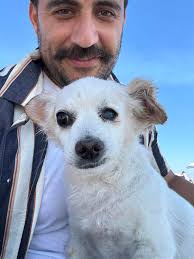 Lost chihuahua mix in Loveland area