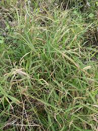 Image result for Sporobolus agrostoides