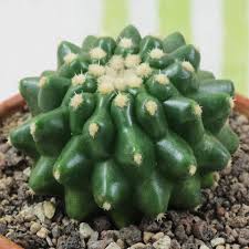 Direct southern sunlight may burn the plant in the height. Cacti And Succulents Identification Cacti And Succulents Cactus Plants Succulents