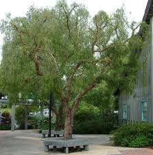 Image result for Schinus molle