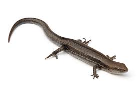 Image result for skink