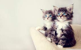 Cute Kittens Hd Desktop Wallpaper High Definition Fullscreen Mobile Kittens Cutest Cute Cats Cats