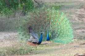 Peacocks Peacocks Dancing Peacock Images Animals Craft Images